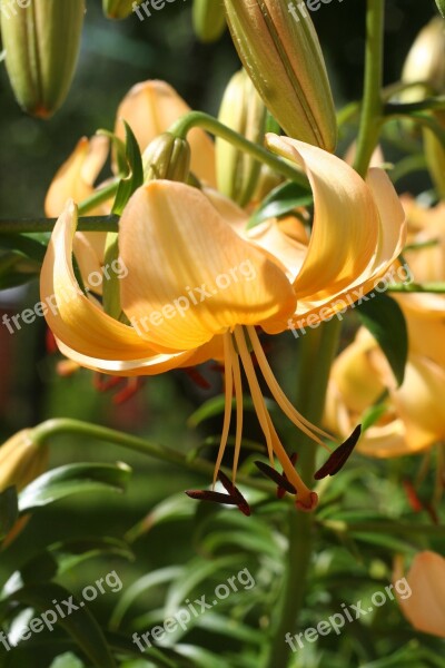 Flowers Lily Flower Fragrance Nature