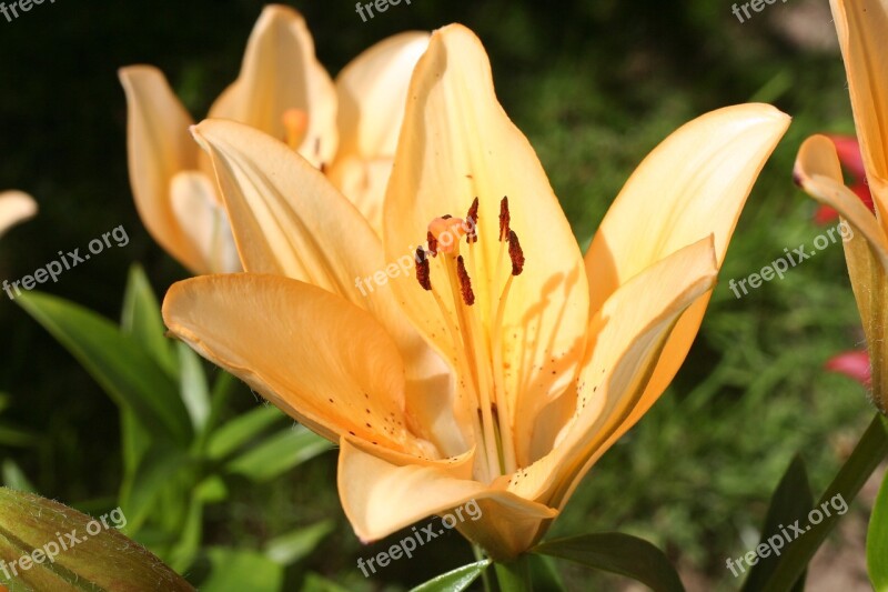 Flowers Lily Flower Fragrance Nature