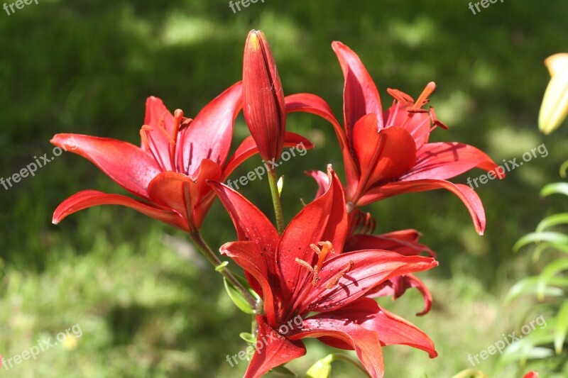 Flowers Lily Red Flower Fragrance