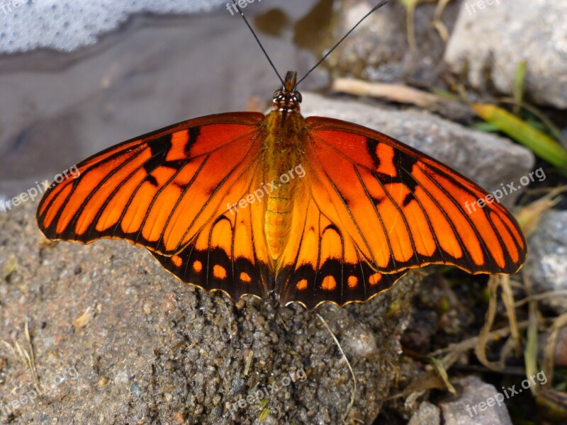 Butterfly Orange Insect Orange Butterfly Free Photos