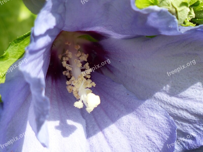 Mallow Flowers Flora Purple Petals