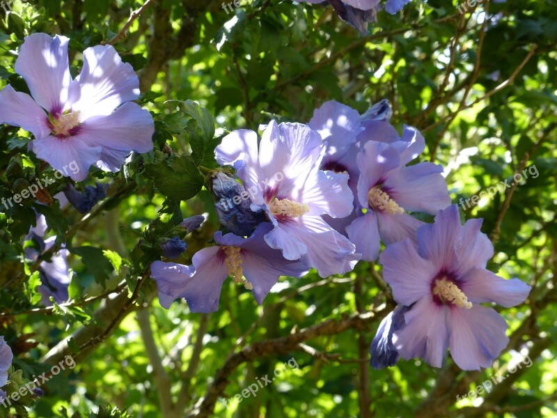 Mallow Flowers Holyhook Flora Purple