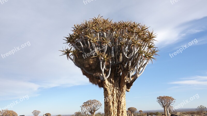 Quiver Tree Africa Fish River-canyon Namibia Nature