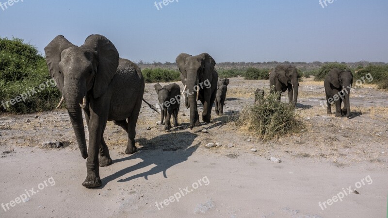 Elephant Safari Africa Conservation Park Botswana