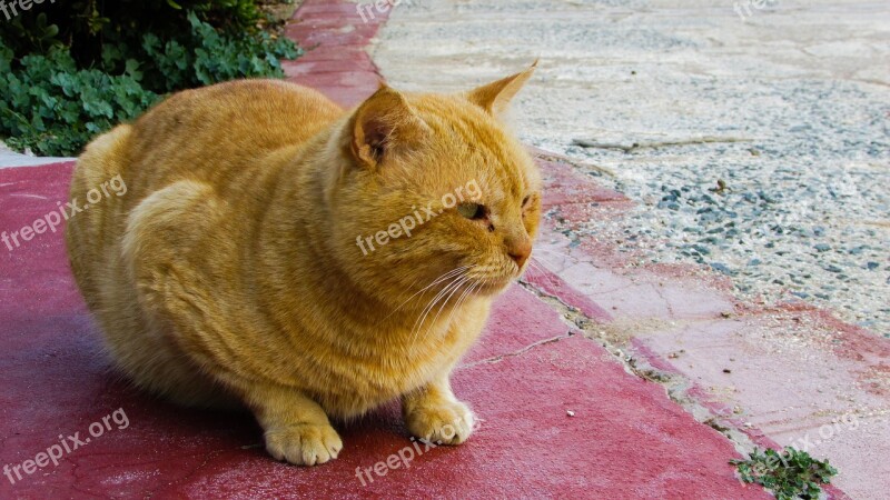 Cat Stray Red Animal Street