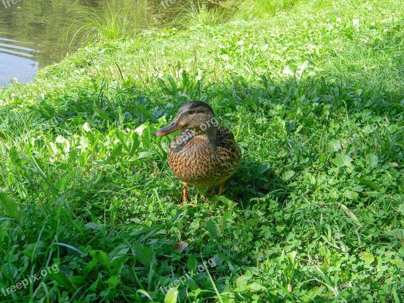 Duck Bird Lake Natatorial Domestic Duck