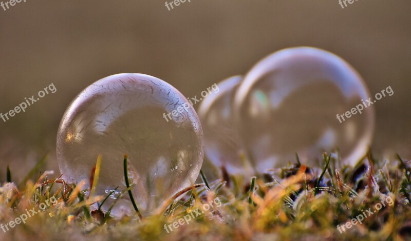 Soap Bubble Frozen Winter Frozen Bubble Cold