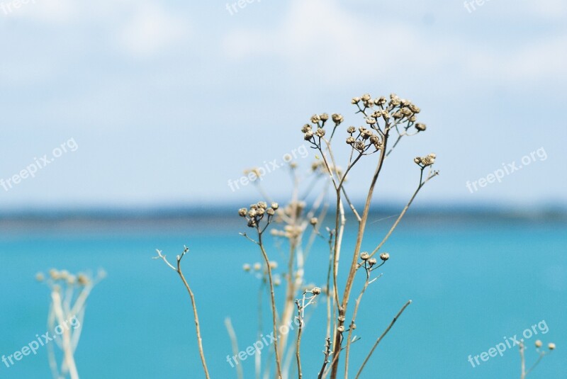 Lake Flower Water Blue Erfurt