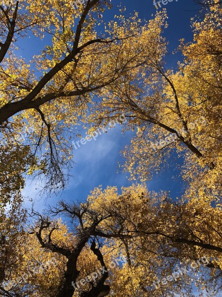 Colorado Autumn Trees Autumnal Changing Leaves