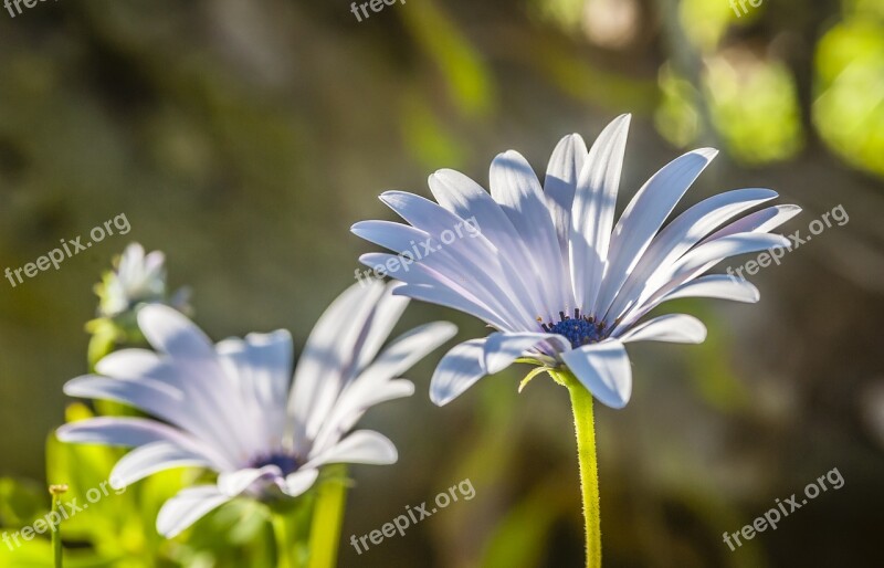 Flower Close Up White Blossom Bloom