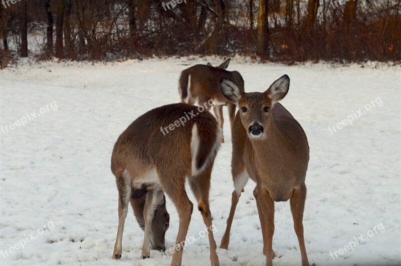 Deer Snow Herd Winter Cold