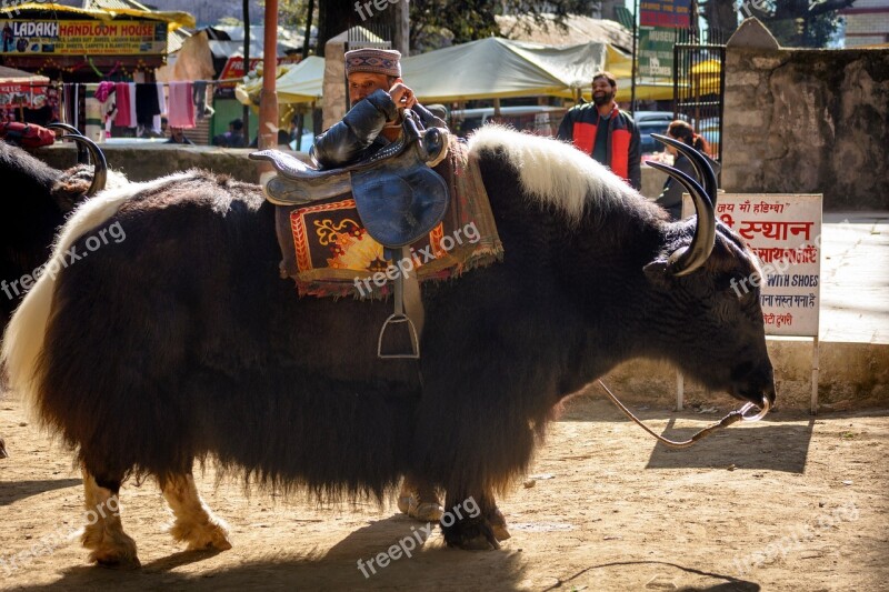 Manali Himalayas Yak Cattle Horns