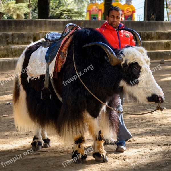 Manali Himalayas Yak Cattle Horns