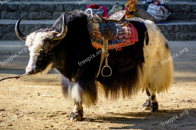 Manali Himalayas Yak Cattle Horns