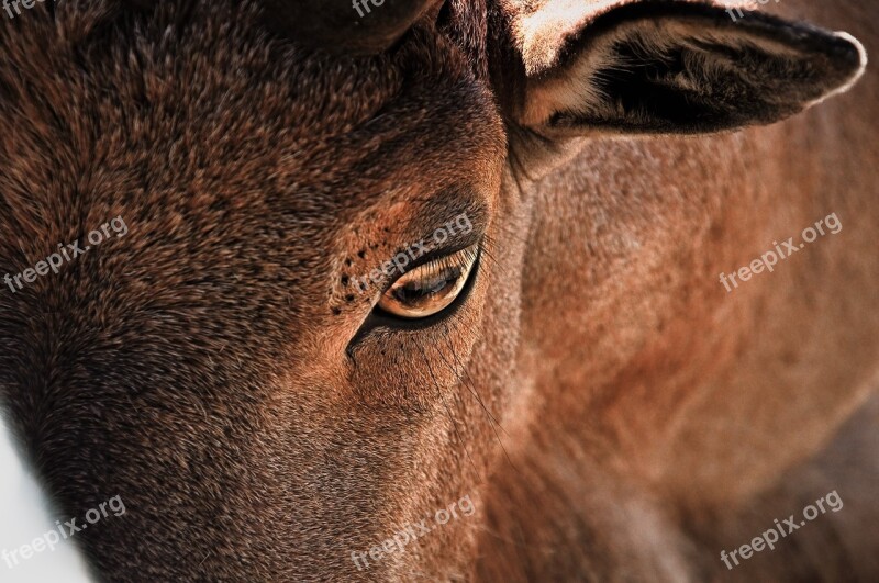 Arui Eyes Animals Barbary Sheep