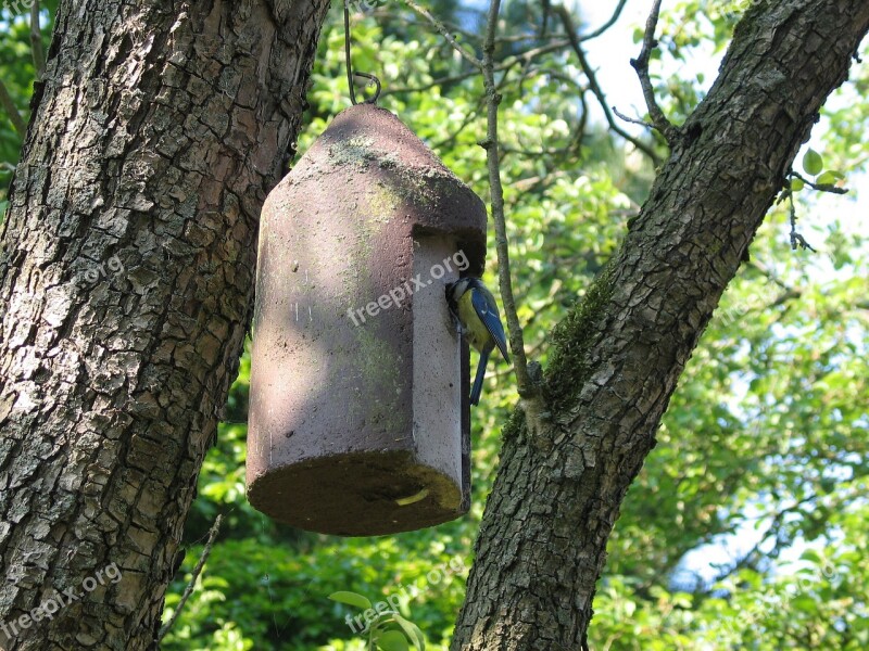 Blue Tit Nest Box Pimpeltje Free Photos