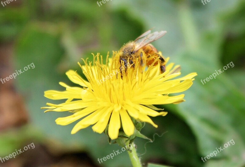 Bee Honeybee Dandelion Honey Insect