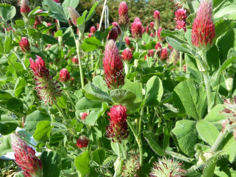 Crimson Green Manure Trifolium Free Photos