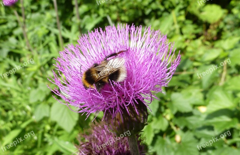 Bumblebee Flower Insect Free Photos