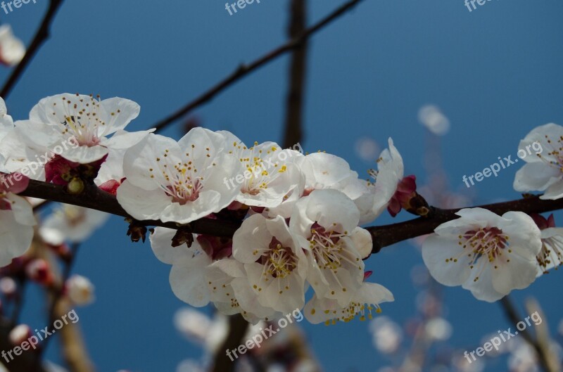 Sprig Spring Flower White Spring Flowers