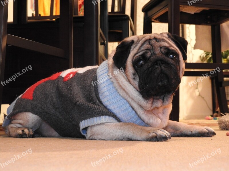 Christmas Dog Pug Dog Cute Pet