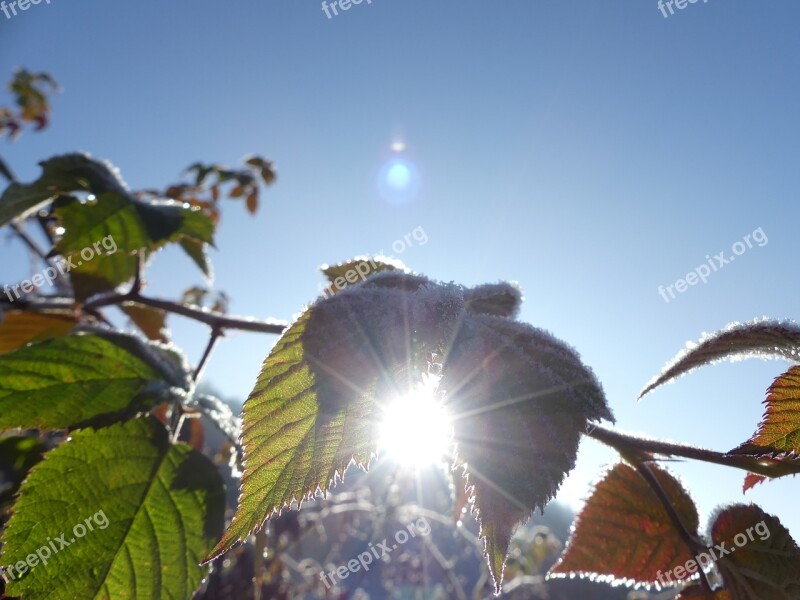 Brombeerlaub Sun Frost Blue Sky Winter