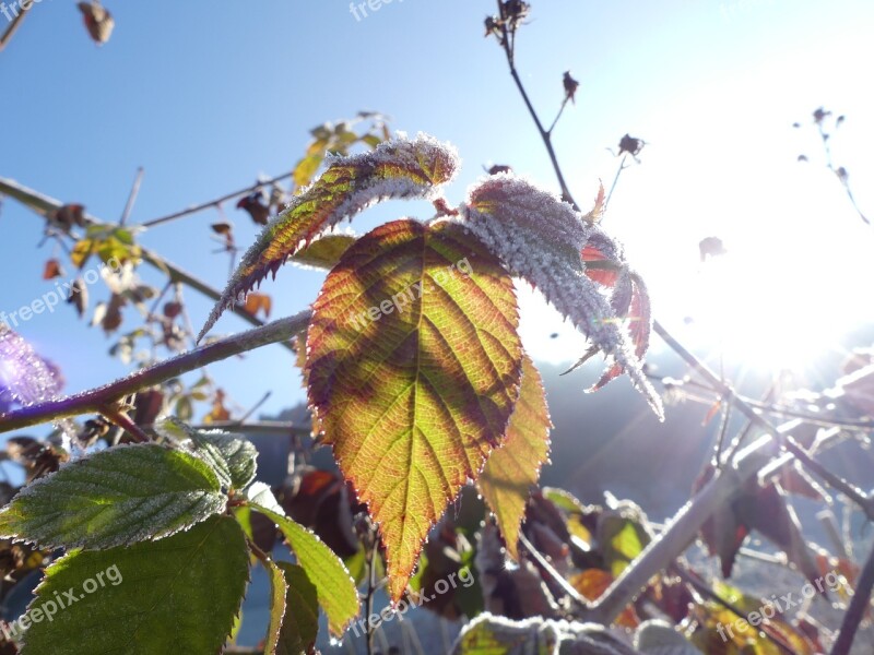 Brombeerlaub Sun Frost Winter Leaves