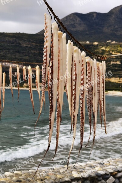 Hanging Octopus Dying Seafood Greece Traditions