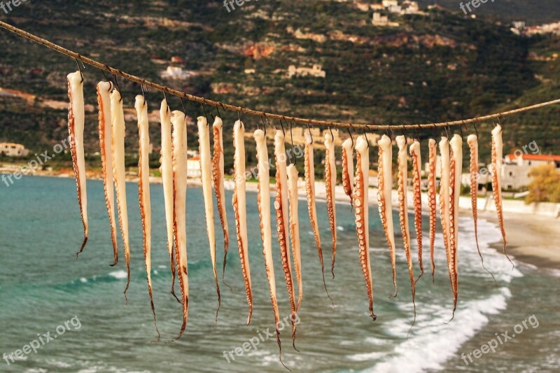 Hanging Octopus Dying Seafood Greece Traditions