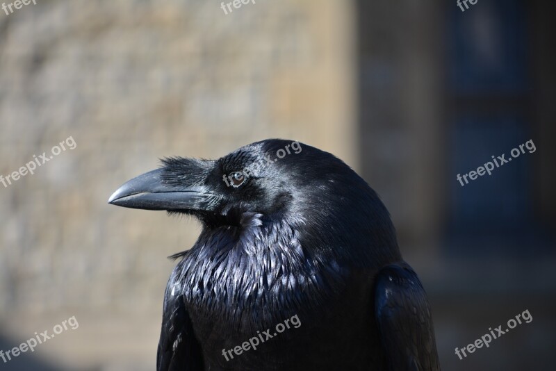 Raven Bird Animal Beak Black