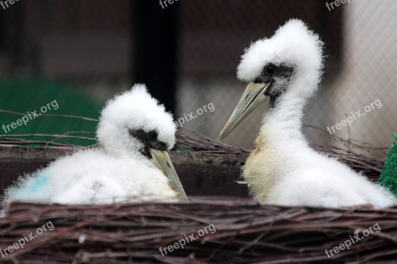 Chicks Heron Birds Pooh Wading Birds