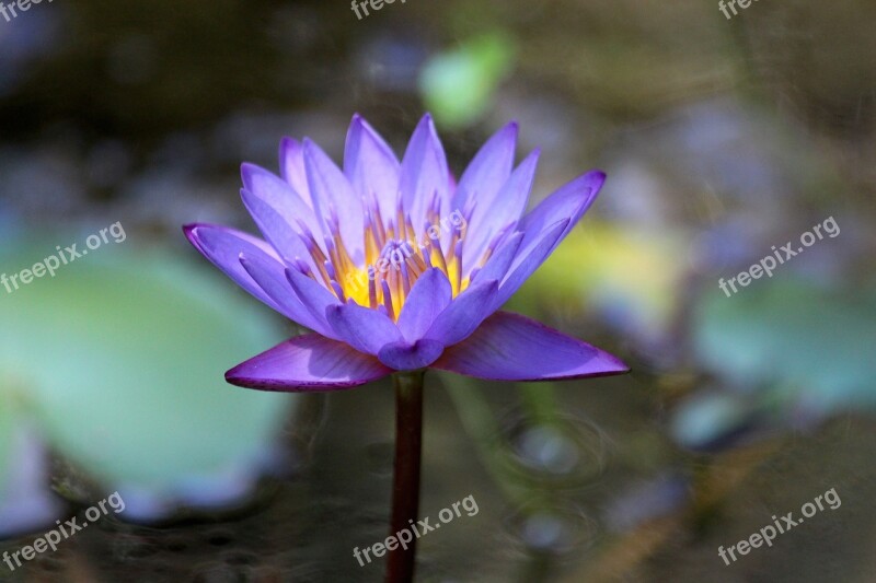 Water Lily Flower Water Plant Lily Bloom