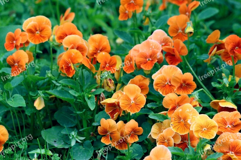 Pansies Orange Violet Flowers Violets Garden Flowers