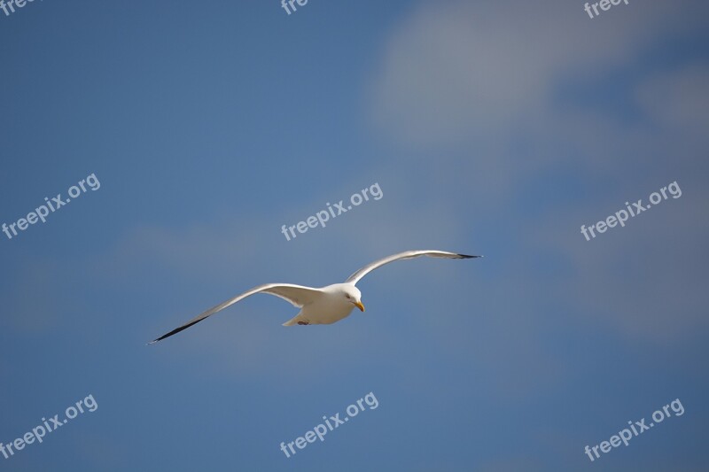 Bird Seagull Sky In Flight Freedom