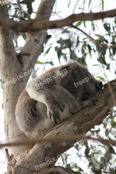 Sleep Bear Koala Cute Nap