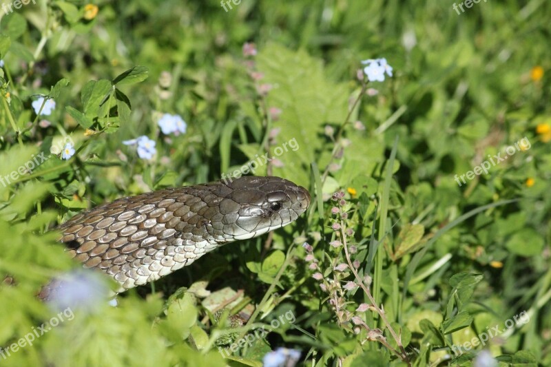 Nature Brown Snake Australia Snake Reptilian