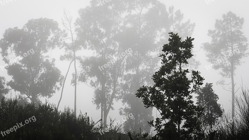 Fog Mato Forest Nature Green