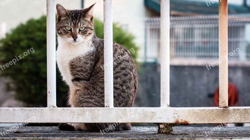 Cat Prison Animal Bars Look