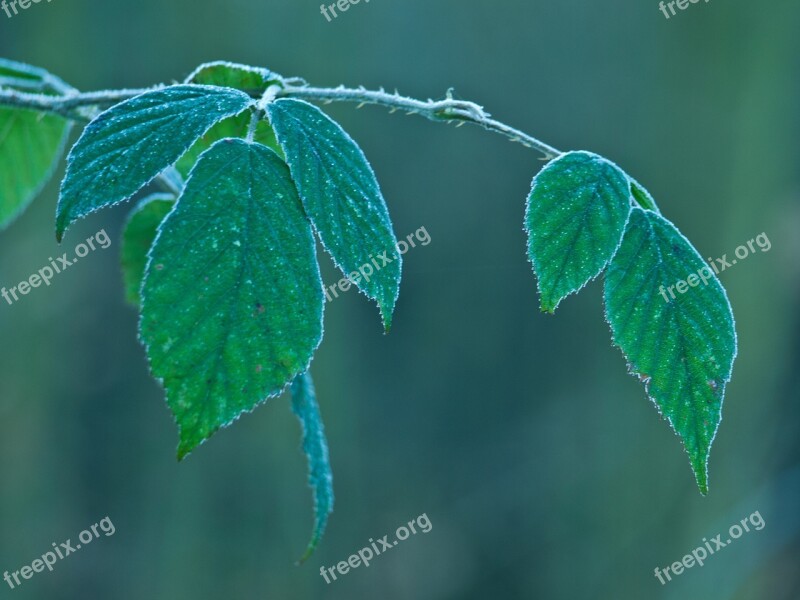 Forest Leaf Green Nature Tree