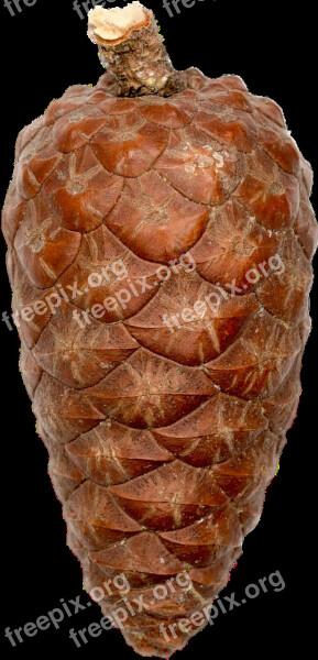 Isolated Pine Cones Nature Forest Autumn