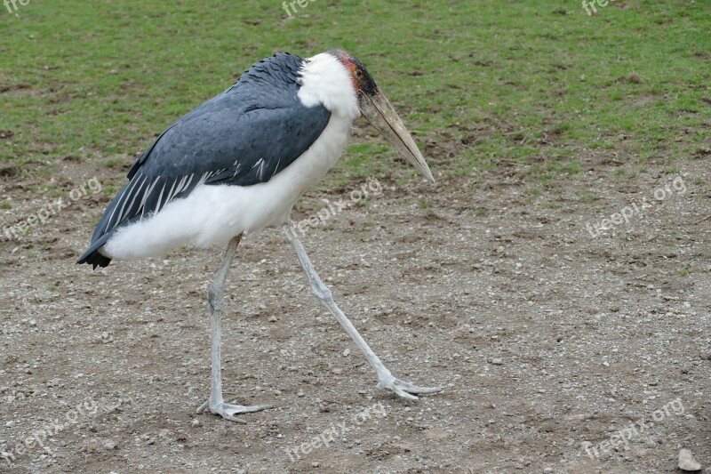 Animal Zoo Tiergarten Bird Marabu