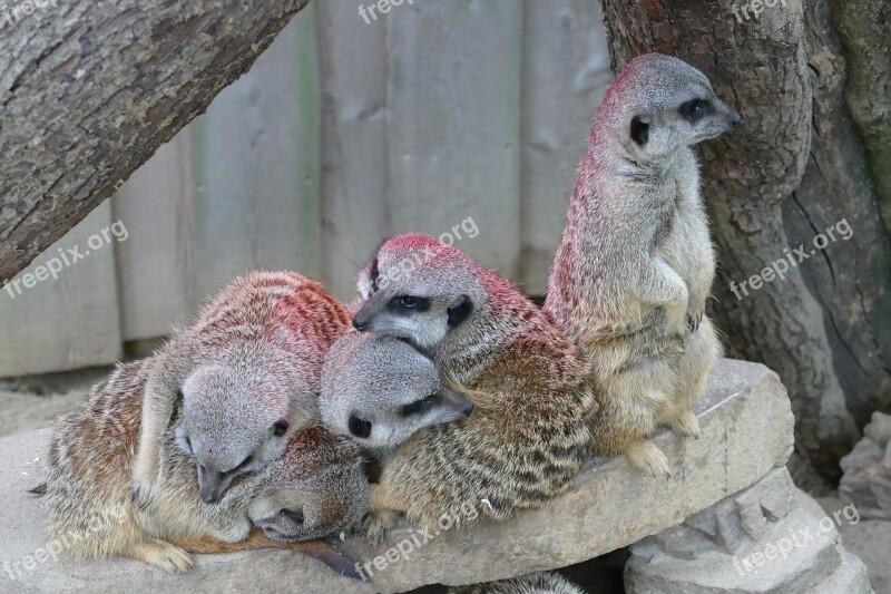 Animal Zoo Tiergarten Meerkat Sleep