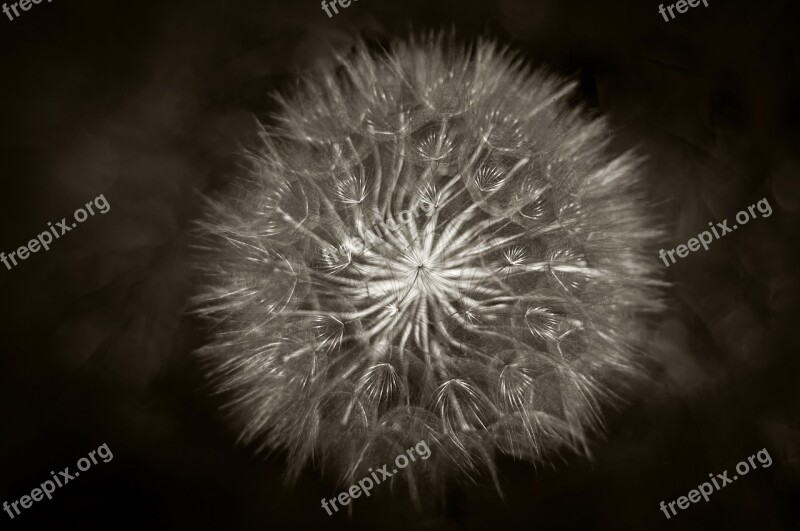 Black And White Dandelion Plant Weed Nature