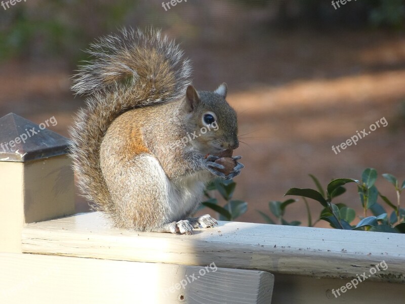 Squirrel Nature Wildlife Nut Rodent