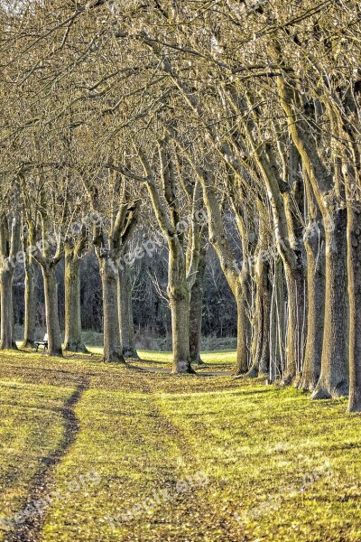 Landscape Autumn Trees Fürth Mood