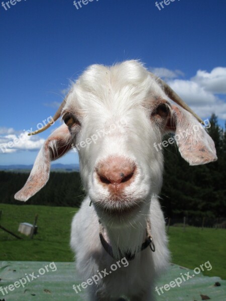 Goat Stare Horns Kid White