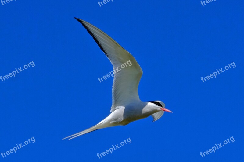 Sky Bird Tern Flying Blue