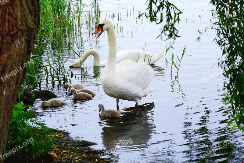 Swans Chicks Water Lake Waterfowl