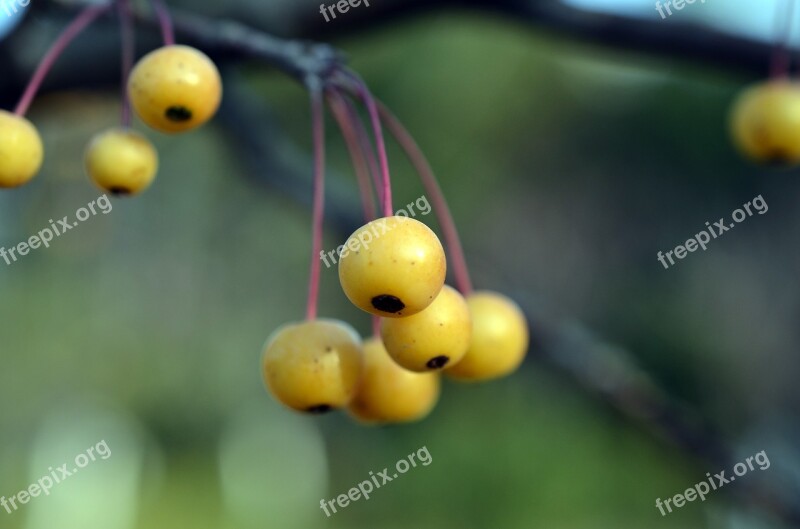 Crab Apples Begonias Cherry Apple Berry Yellow