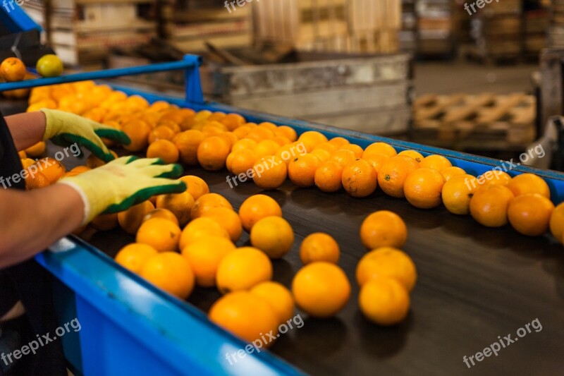 Orange Production Packing Work Free Photos